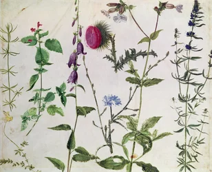 Eight Studies of Wild Flowers